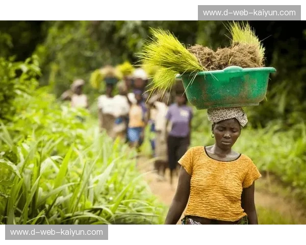 利比里亚：这片西非热土的魅力与挑战，一场未完待续的传奇